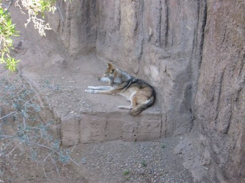 Arizona 014